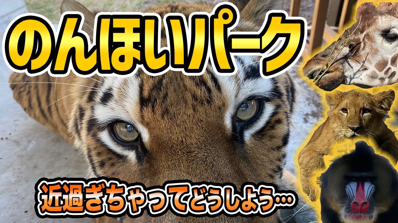 のんほいパークの動物近すぎて興奮しないわけない（2021年版）