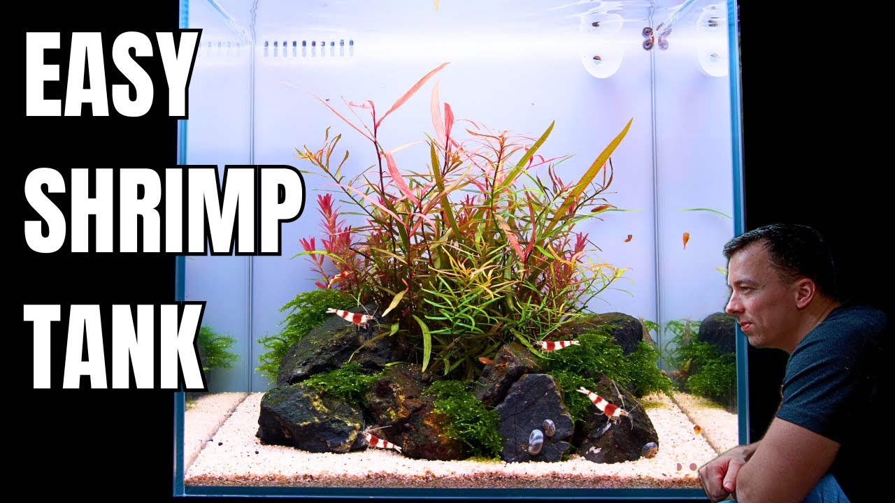 I MADE AN ''ALL IN ONE'' SHRIMP TANK FOR CRYSTAL RED SHRIMP & TINY FISH