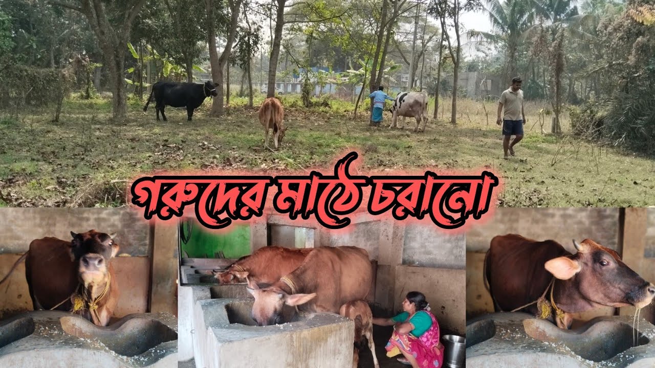 এতগুলো গরু পুষতে সচরাচর দেখা যায় না কিন্তু আমার শ্বশুরবাড়িতে আছে.....পরিচর্যা করতেও সময় লাগে