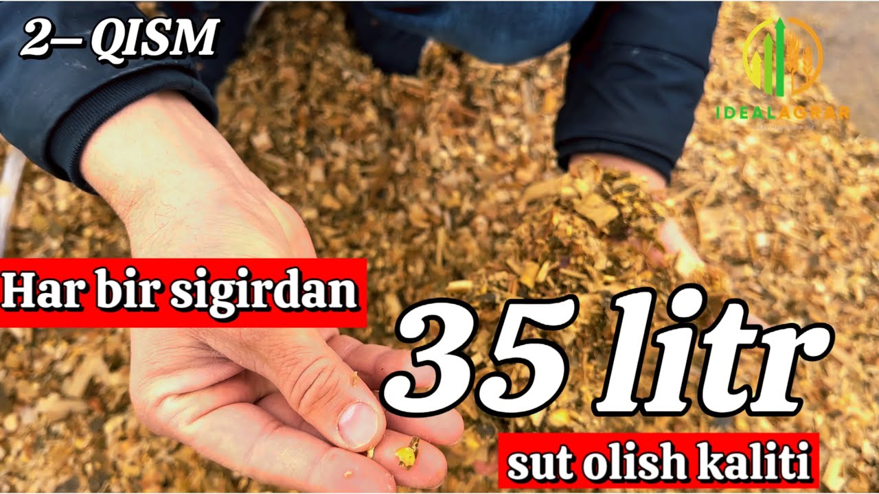 2- qism. IdealMakka SILOS qanday bo'lishi kerak? @Ideal_Agrar  #ozuqa #simmental #chorva #uzbekistan