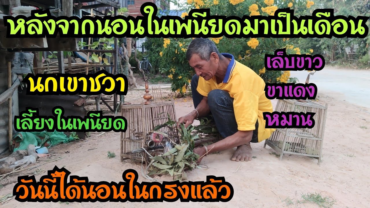 หลังจากเลี้ยงในเพนียด...วันนี้ได้อยู่ในกรงแล้ว...พร้อมเอาหมวกให้หนึ่งใบ...