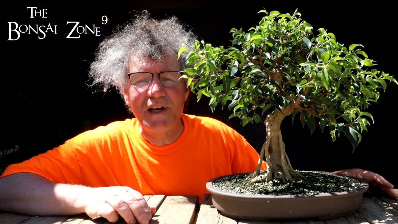 Ficus Friday, Lights and Two Ficus, The Bonsai Zone, May 2022