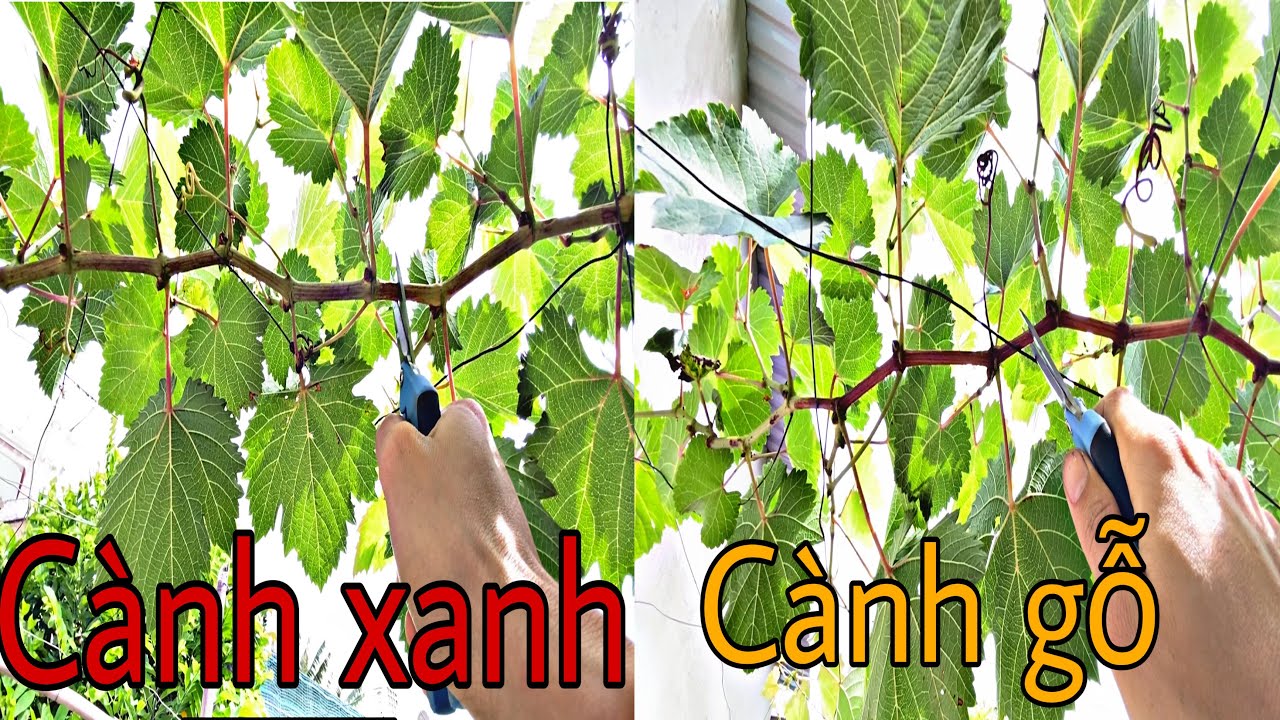 Cắt cành cho trái trên cành CẤP 1 | Phần 3 | TGCN 0568583707