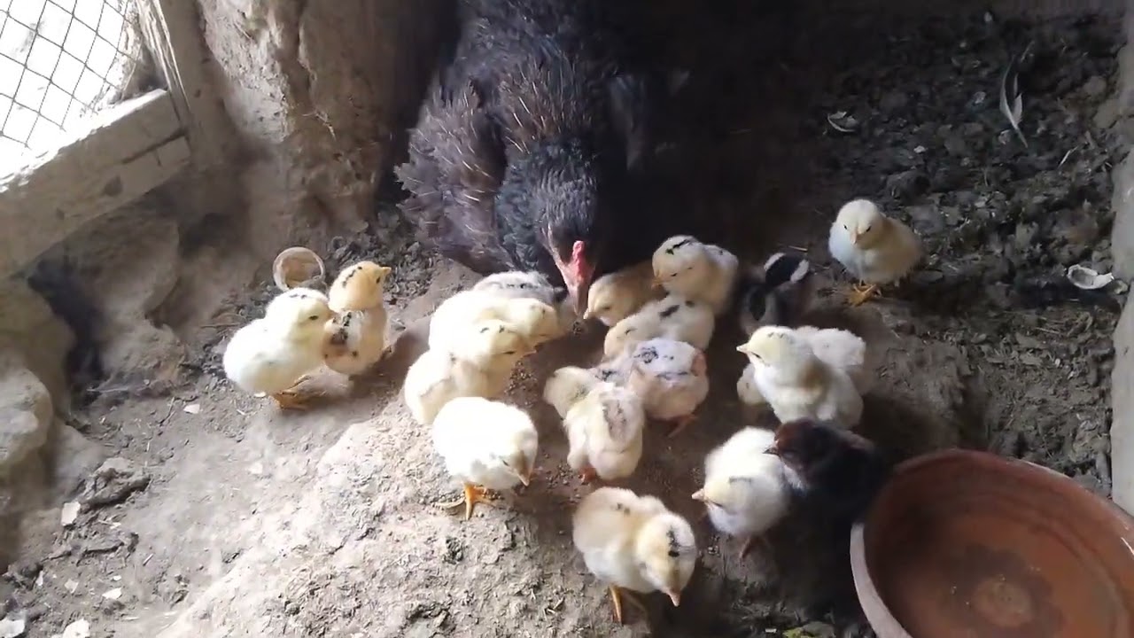 Baby Chicks Day 2 With Mother Hen || Cute Village Chicks Eating & Chirping 🐥