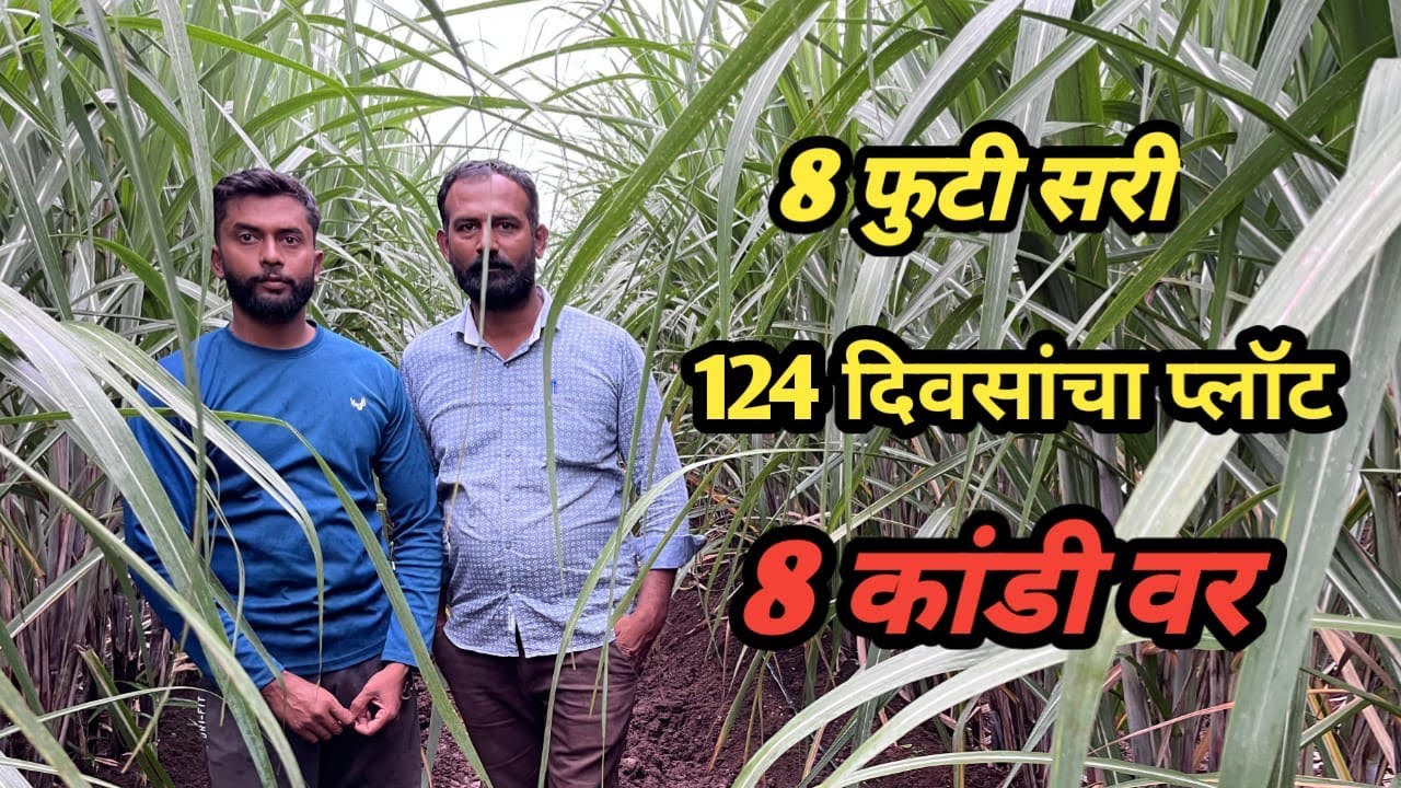 124 दिवसात 8 कांडी आणि तेही सरी आठ फूटाची ll @acharyaagroservices ll