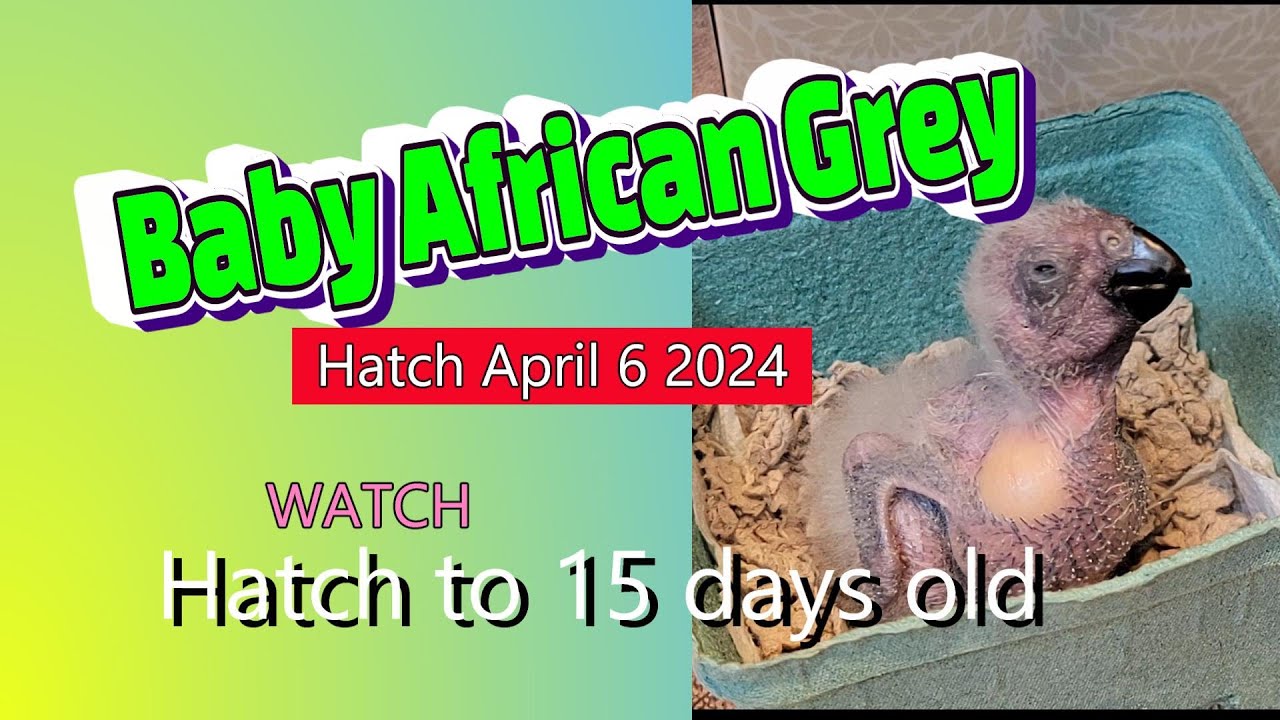 Птенец африканского серого попугая Саймона вылупился 6 апреля 2024 г. #птицеводы #африканскиесеры...