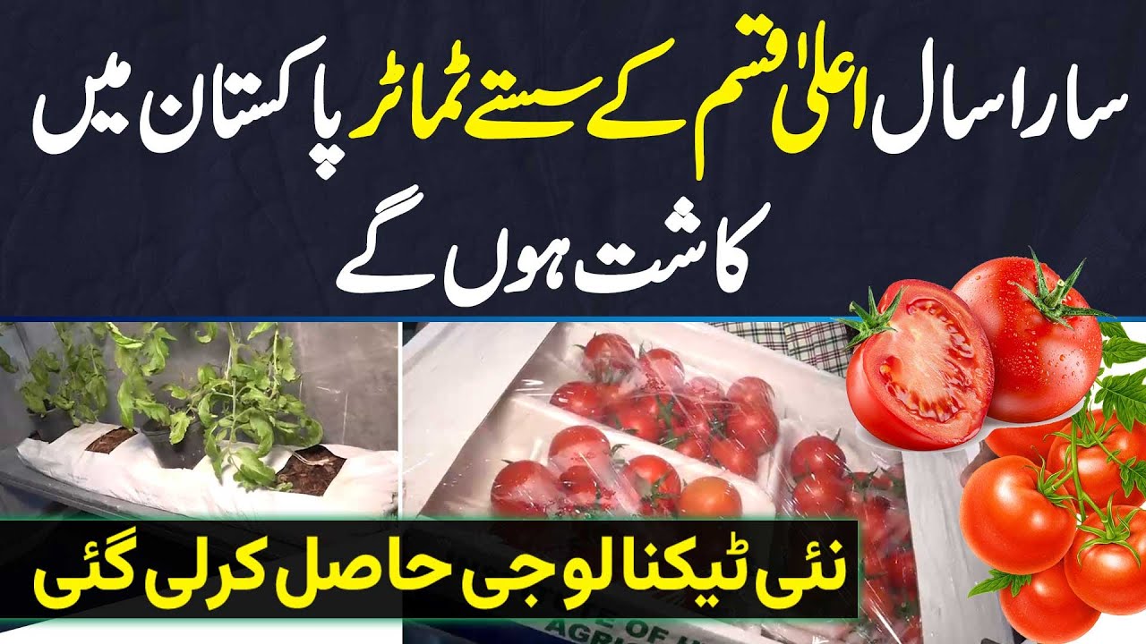 Tomato Cultivation Ki New Technology Jis Se High Quality Tomatoes Sara Sal Kasht Hun Ge