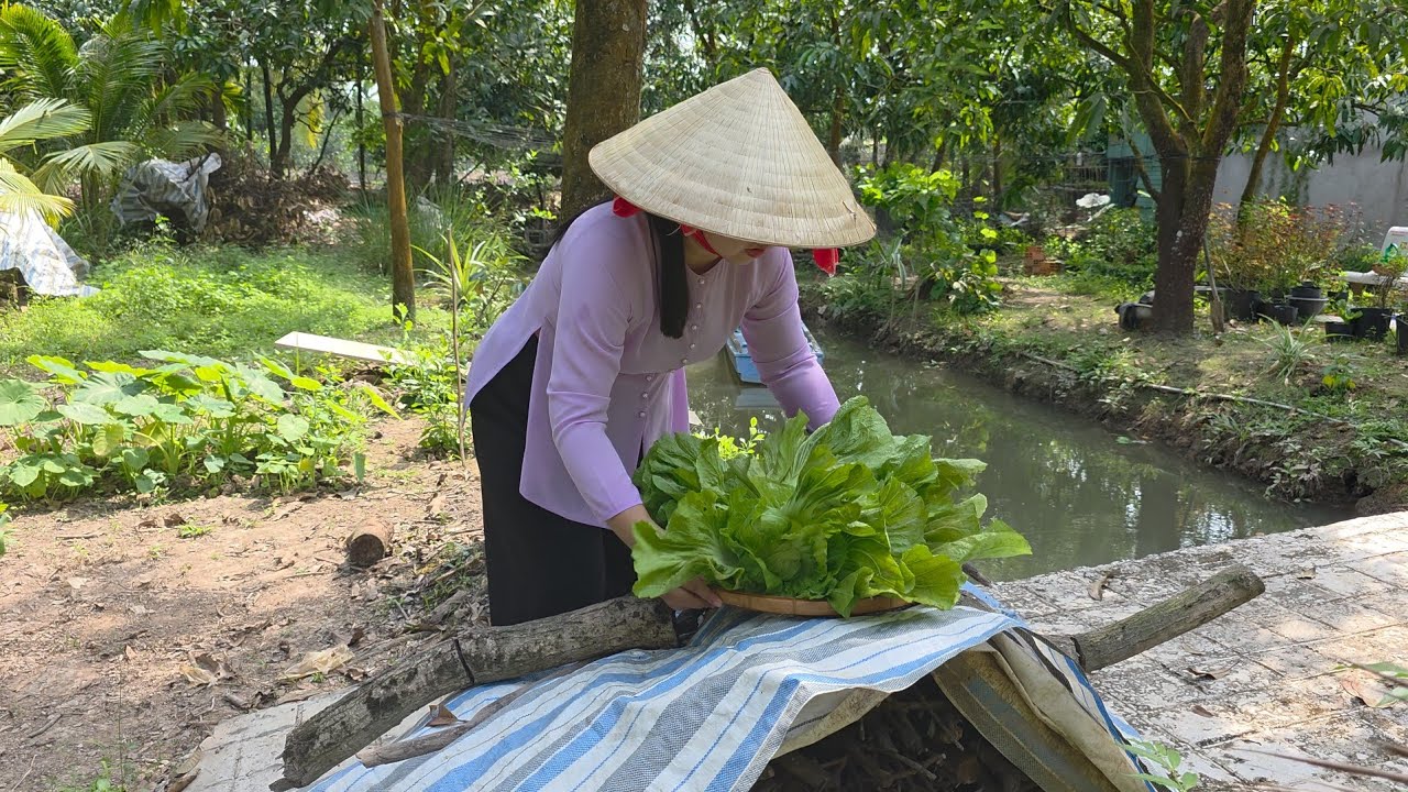 NHỔ CẢI MẸ TRỒNG KHUI THÙNG DƯA CẢI KẾT QUẢ BẤT NGỜ VÀNG GIÒN NGON HƠN Ở CHỢ CHỈ BẰNG NƯỚC VO GẠO
