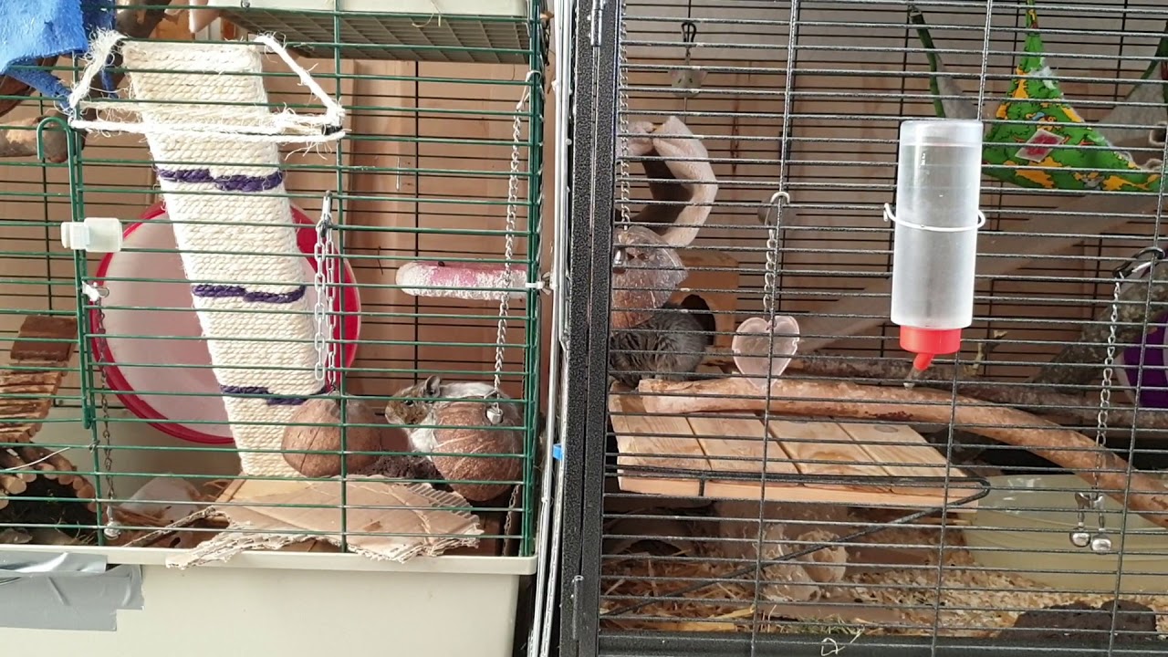 Degu introductions - cages next to each other