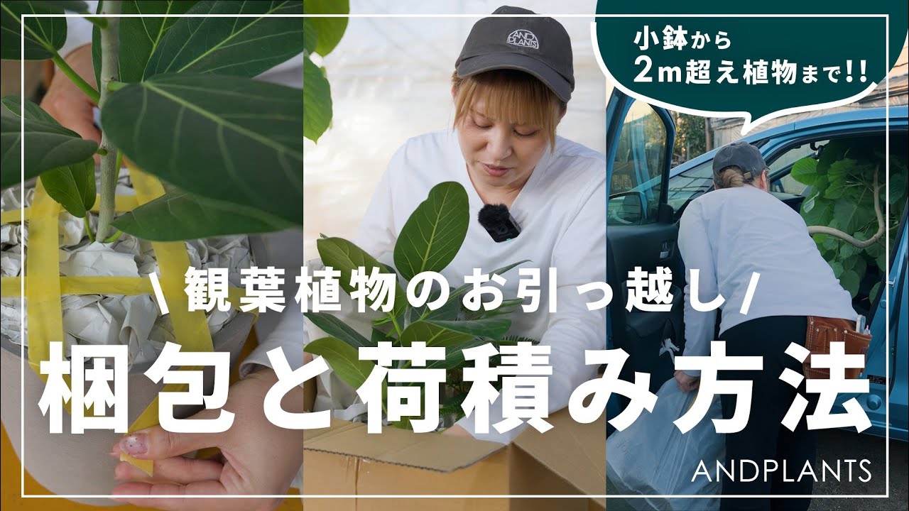 【必見】引っ越し時の観葉植物の梱包と積み方｜失敗しない・傷ませない運び方を実演