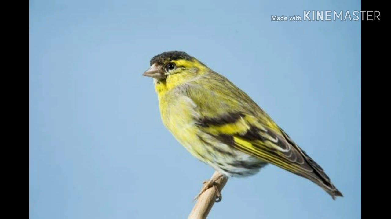 Λουγαρό (κιτρινακι) kelaidisma