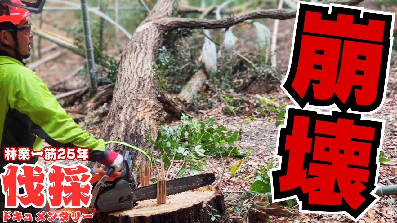 【衝撃映像】70cm超の枯れコナラが竹林をなぎ倒す！