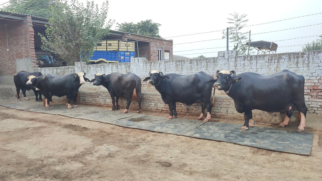 Neeli Ravi Bull  
