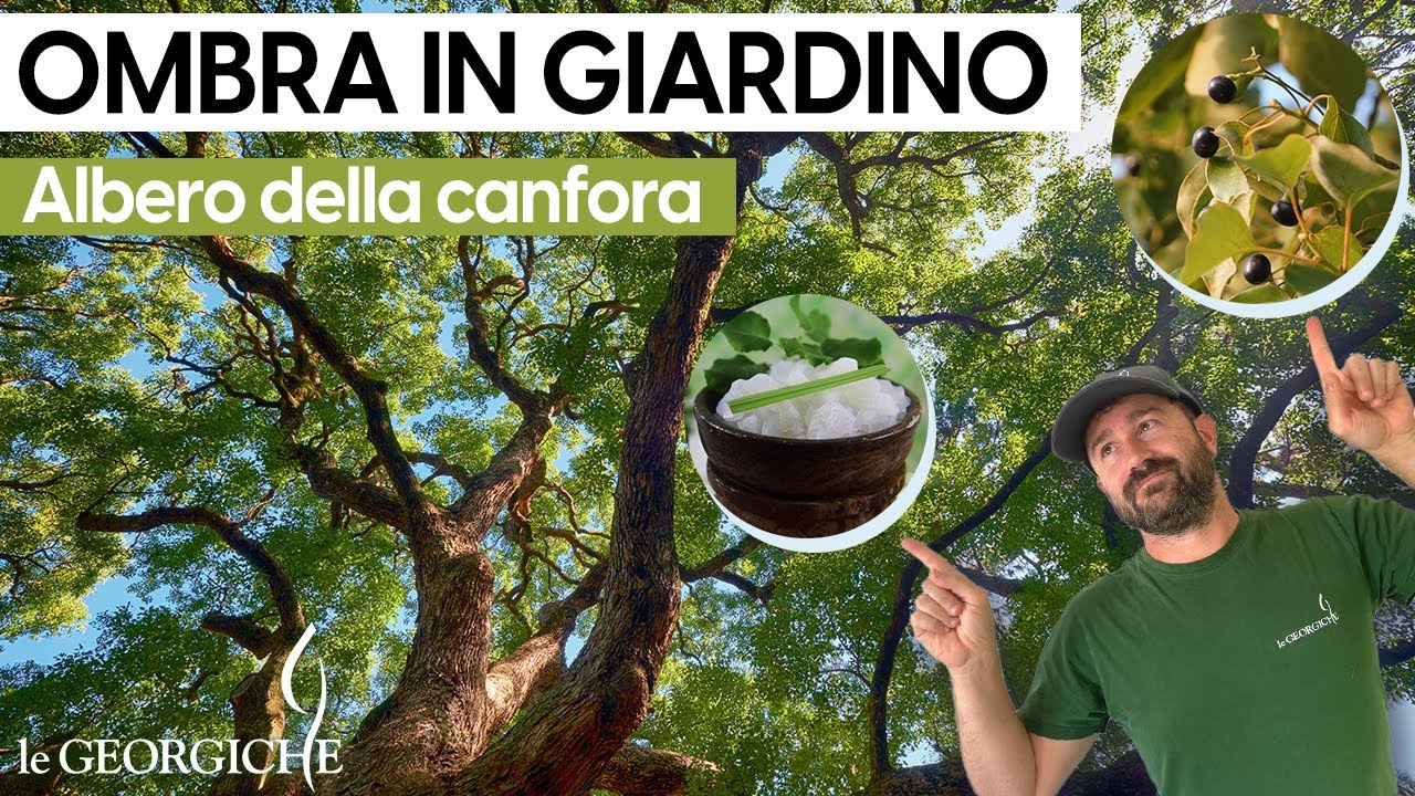 Pianta della canfora, cura e coltivazione di un albero sempreverde da ombra
