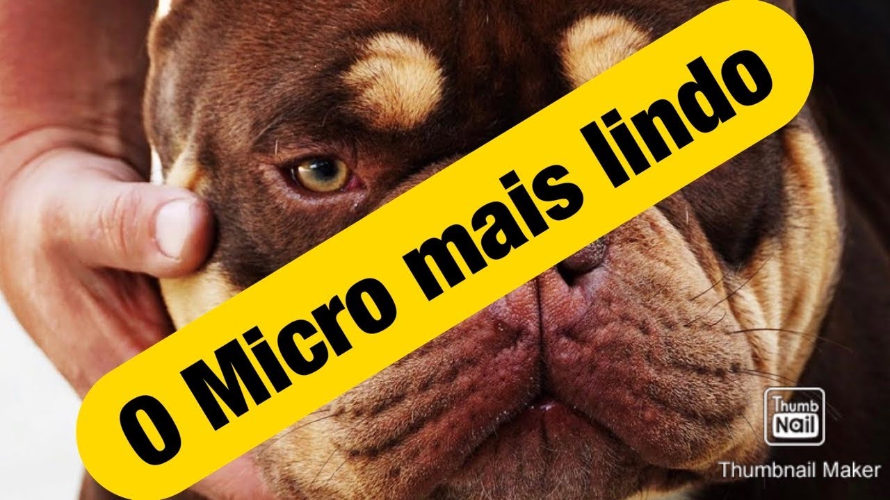 American Bully Mais lindo do Mundo 🌍 Xb Nacho of Farah - nosso novo padreador American Bully Micro
