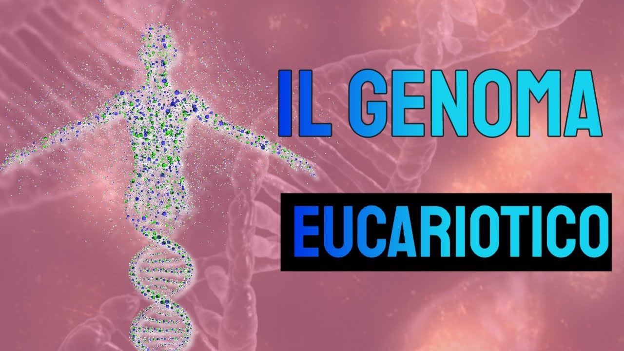 Il genoma eucariotico