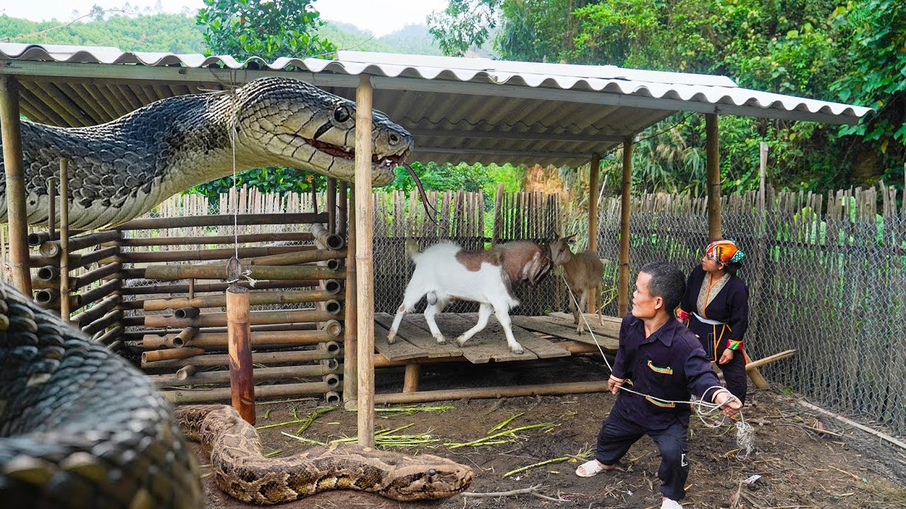 Dwarf Family Primitive Life: Giant Python Attacks Farm and the Journey to Take Child to the Doctor