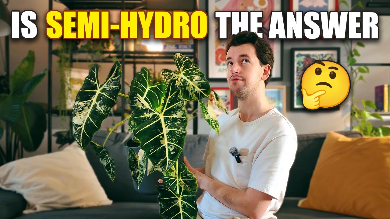 I Switched My Houseplants to Semi Hydro… and I’m OBSESSED! 🌿💧