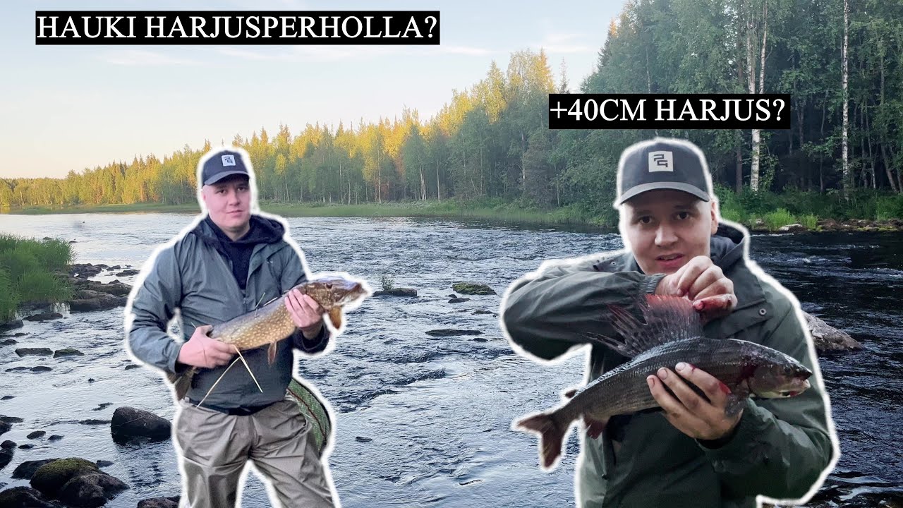 Harjuksen perhokalastusta Kuusamon koskilla