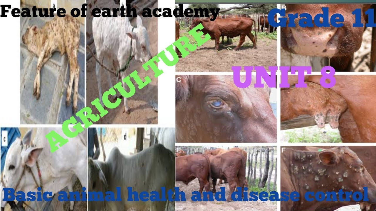 Grade 11 agriculture unit 8 part 1, 8.1 introduction to animals health and disease control