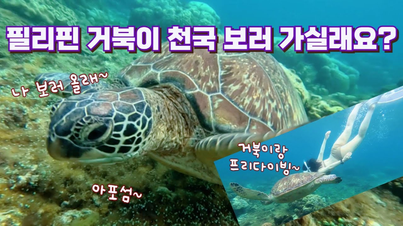 필리핀 두마게티 아포섬 투어 거북이랑 스노클링과 프리다이빙[2-5]