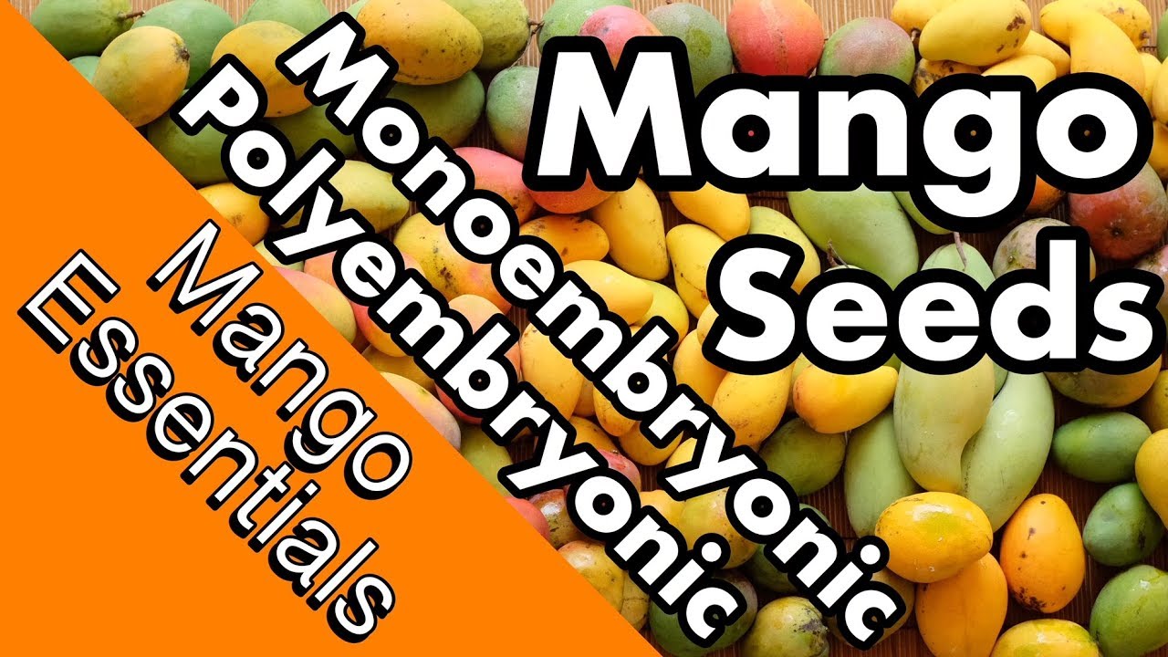 Mango Essentials | Monoembryonic vs. Polyembryonic Mango Seeds