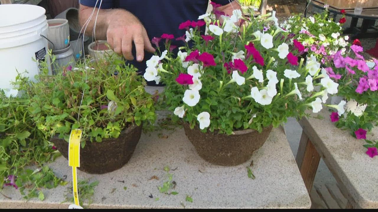 Rejuvenating a hanging basket plant