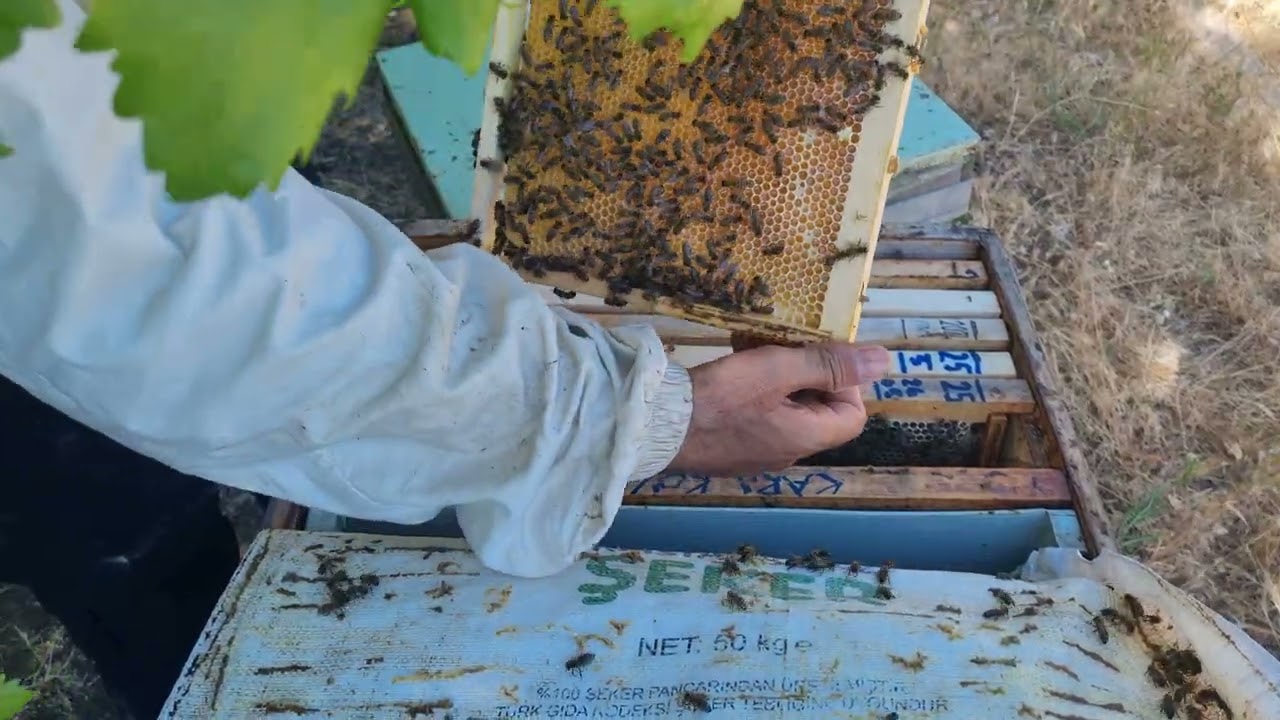 Bal sezonu başladı#carnika#ACA#bee#ana arı