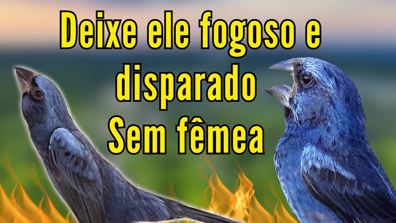 como foguear o azul&atilde;o sem f&ecirc;mea