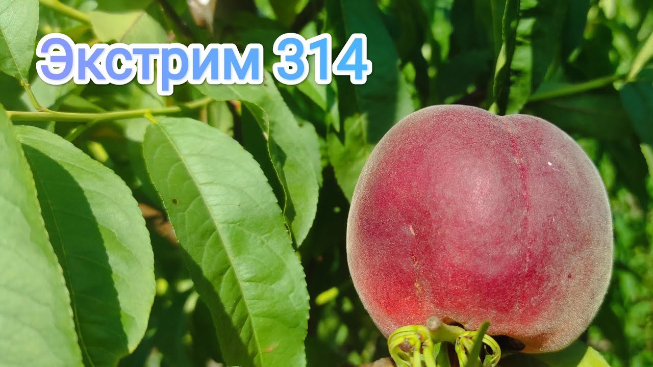 Персик Экстрим 314/Peach  Extreme® 314