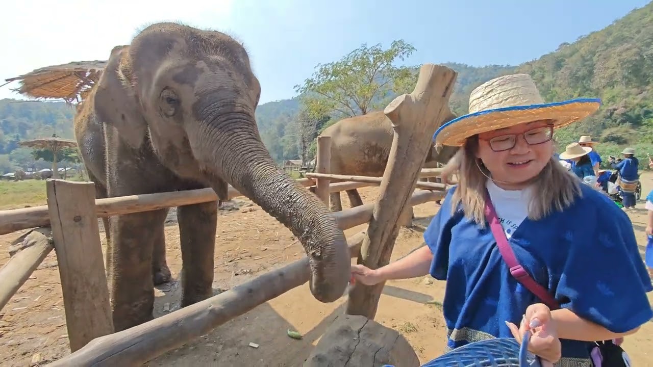 New Elephant Home Chiang Mai: Bamboo Rafting & Feeding Elephants (Pro-Tip Included!)