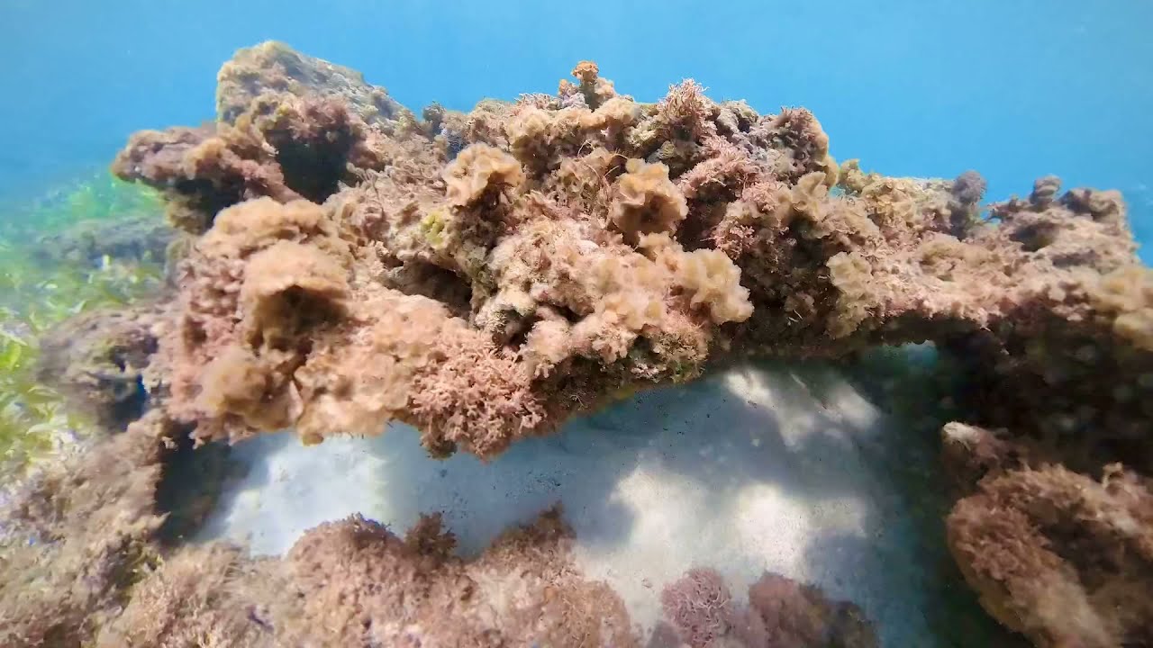 Snorkeling adventure at Couples Tower Isle