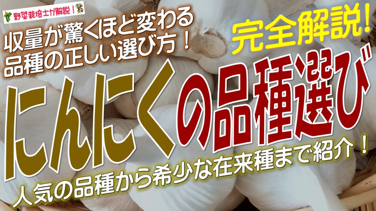ニンニクの品種の選び方（全18品種！）品種の選び方次第で収穫量が劇的に変わる！