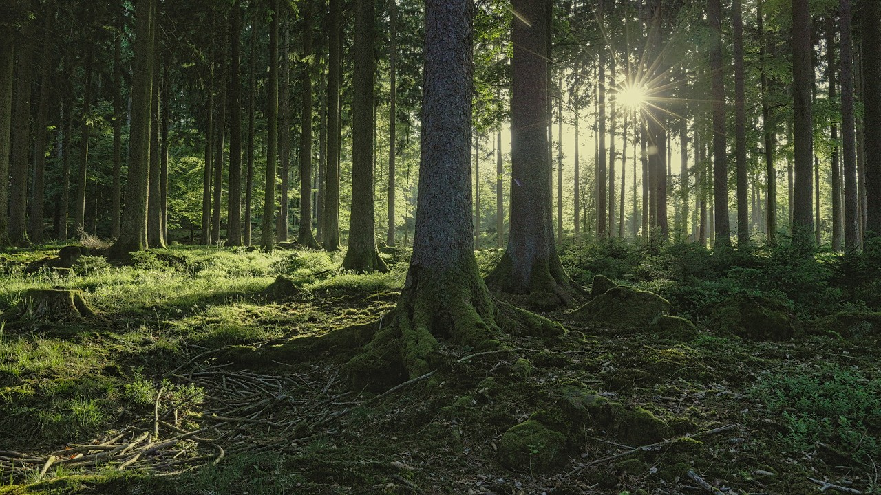 🌳 4K - Relaxing Nature Sounds For Stress Relief, Forest Sounds, Bird Song, No AI