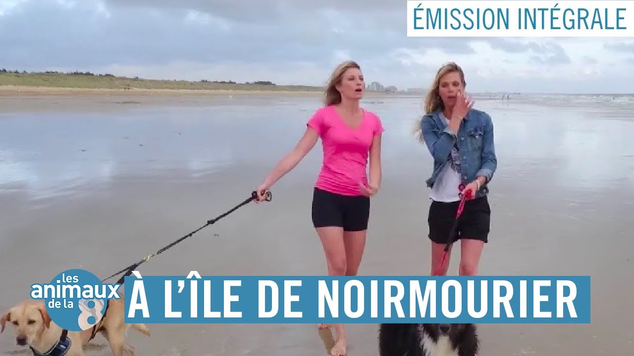 LES ANIMAUX DE LA 8 À NOIRMOUTIER - ÉMISSION INTÉGRALE