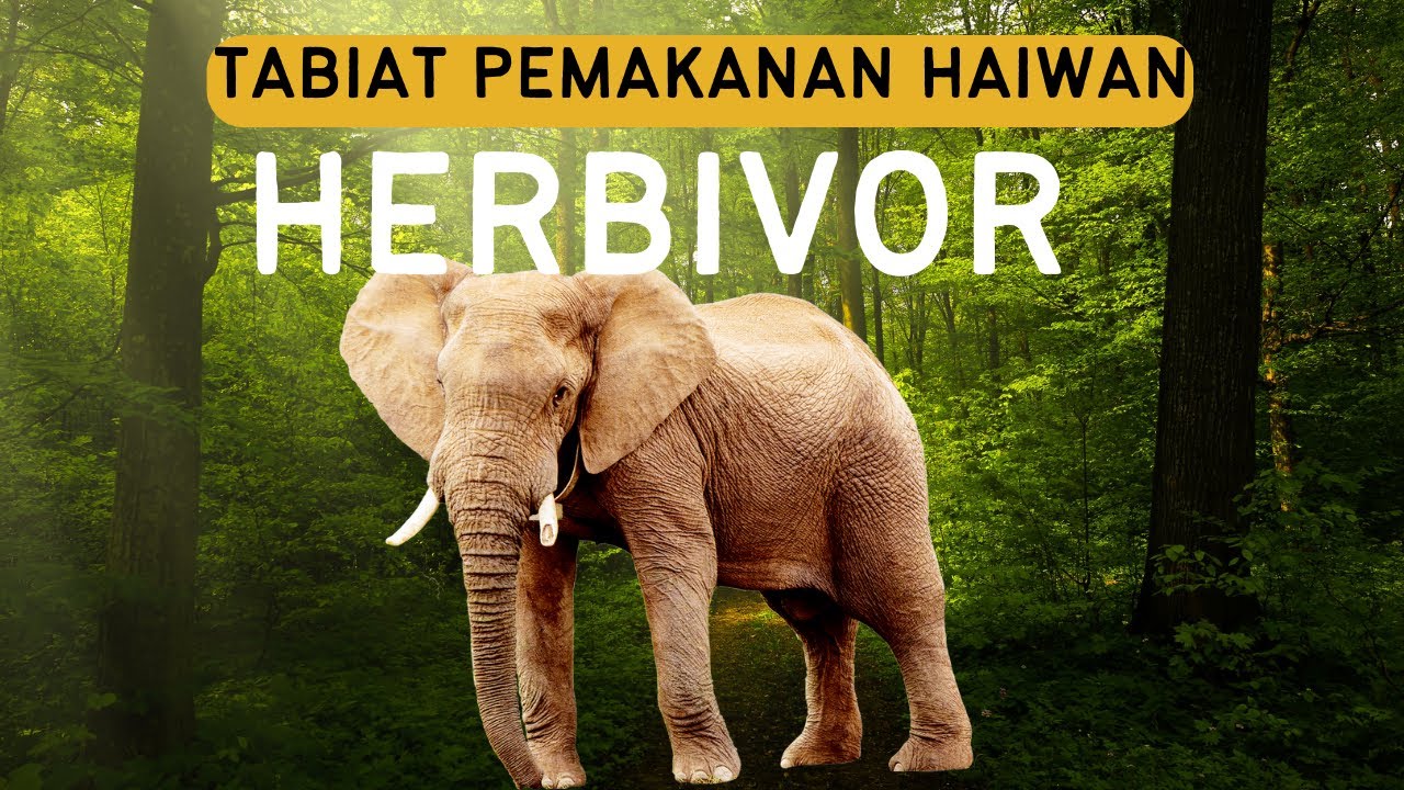 Tabiat Pemakanan Haiwan ( Part 1 Herbivor)