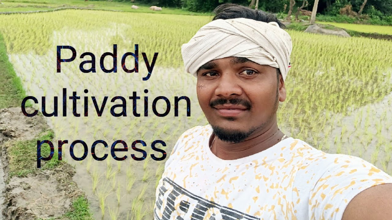 Paddy cultivation process