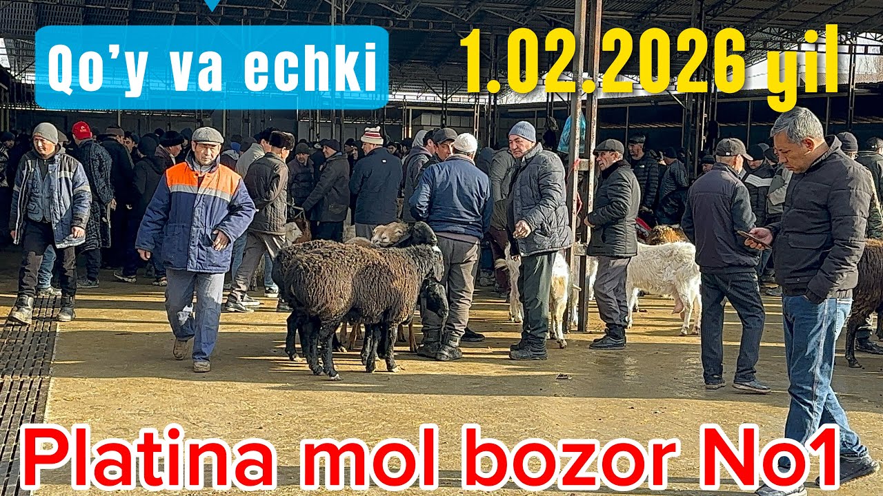 TOSHKENT VIl BUSTONLIQ CHORVA BOZOR QOY NARXLARI