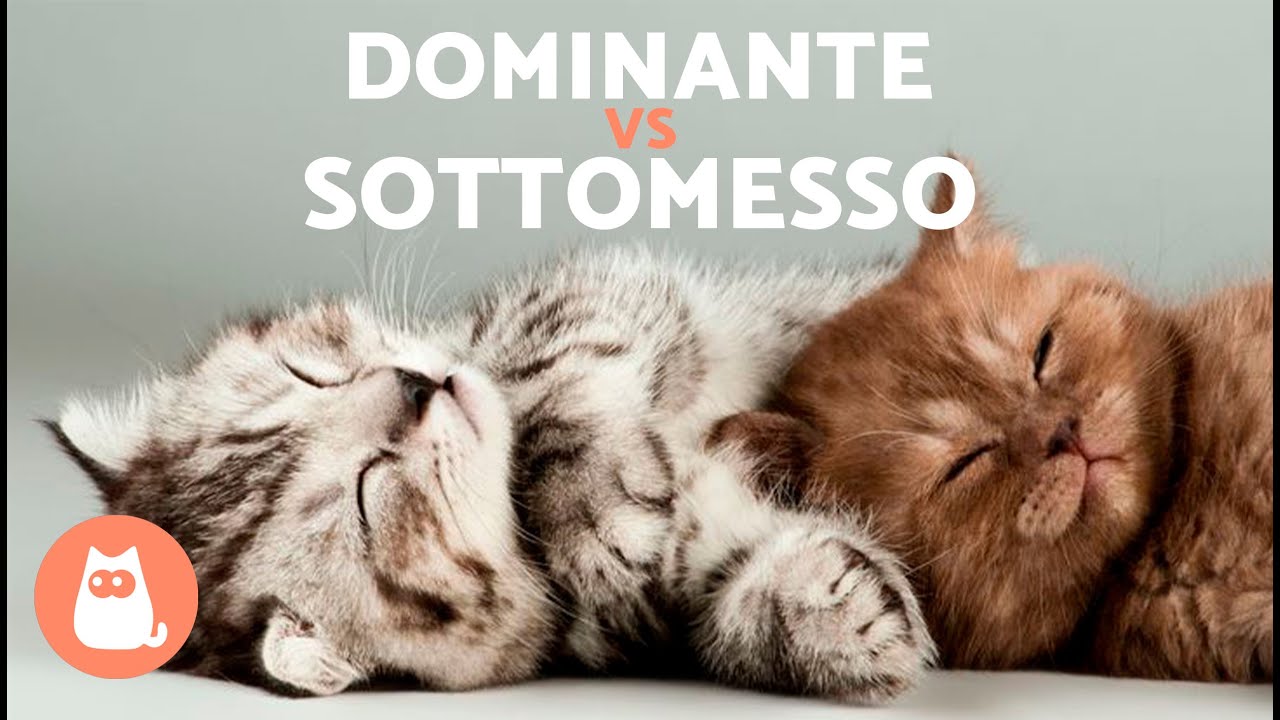 Il tuo GATTO &Egrave; DOMINANTE? 🐱 Comportamento dei GATTI DOMINANTI