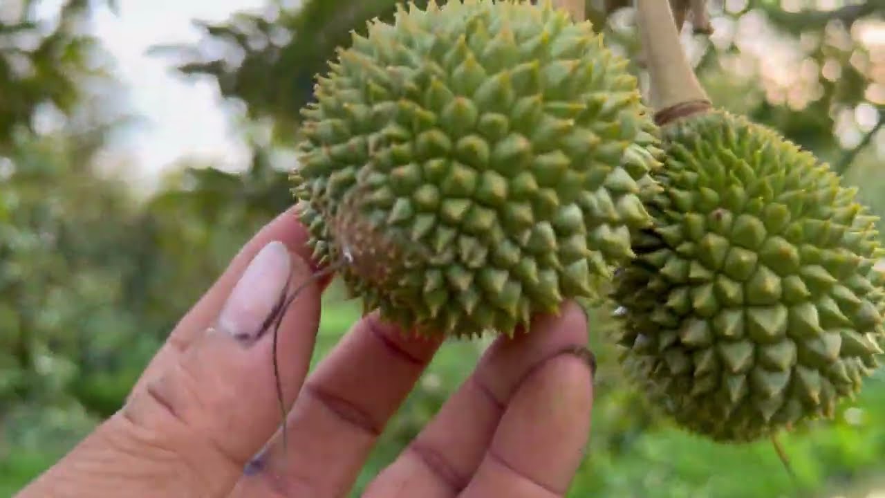 musaking trái 35 ngày tuổi sau con mưa  trái nhanh lơn không ngờ