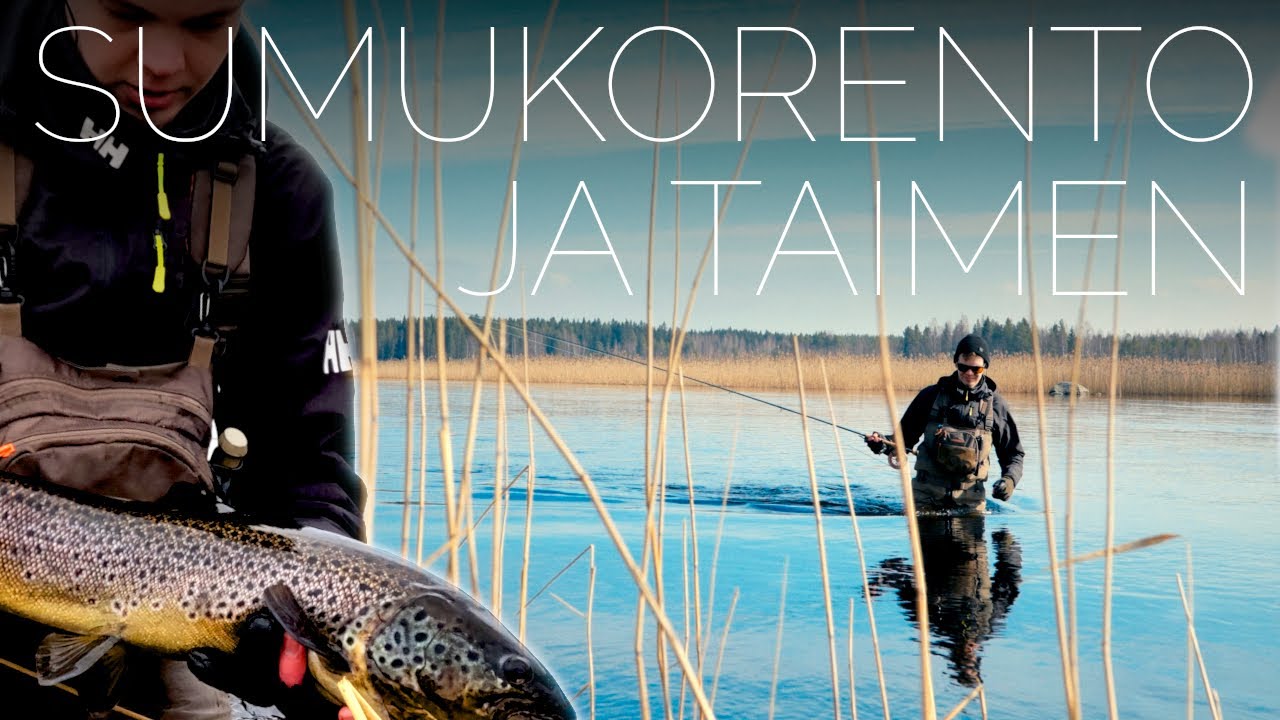 68 cm Taimen pintaperholla // UNOHTUMATON SUMUKORENTOREISSU