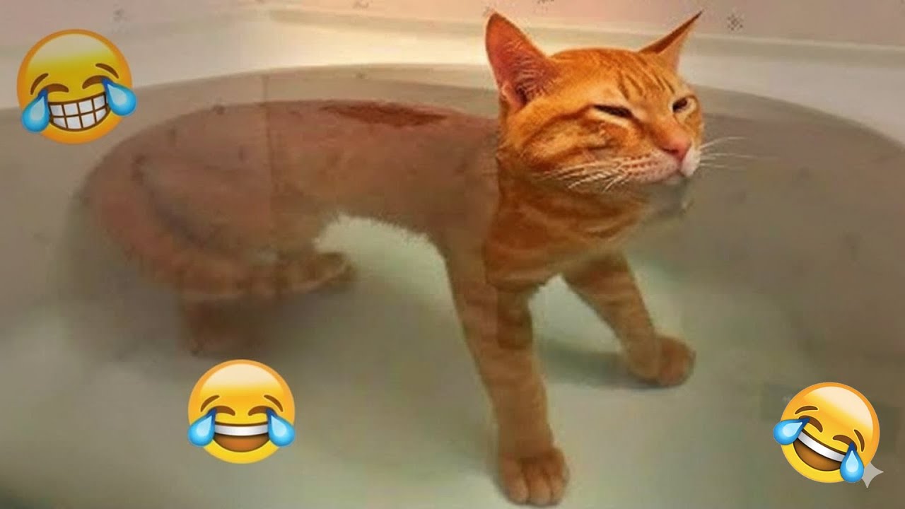 You Laugh You Lose 🤣 Funniest Cats and Dogs 2026 🐶💓 Part 14