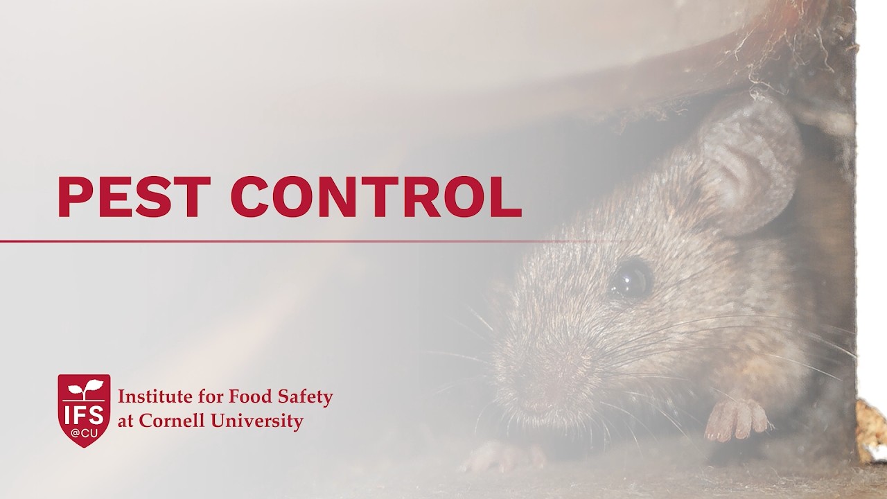 Let's Discuss Pest Control!