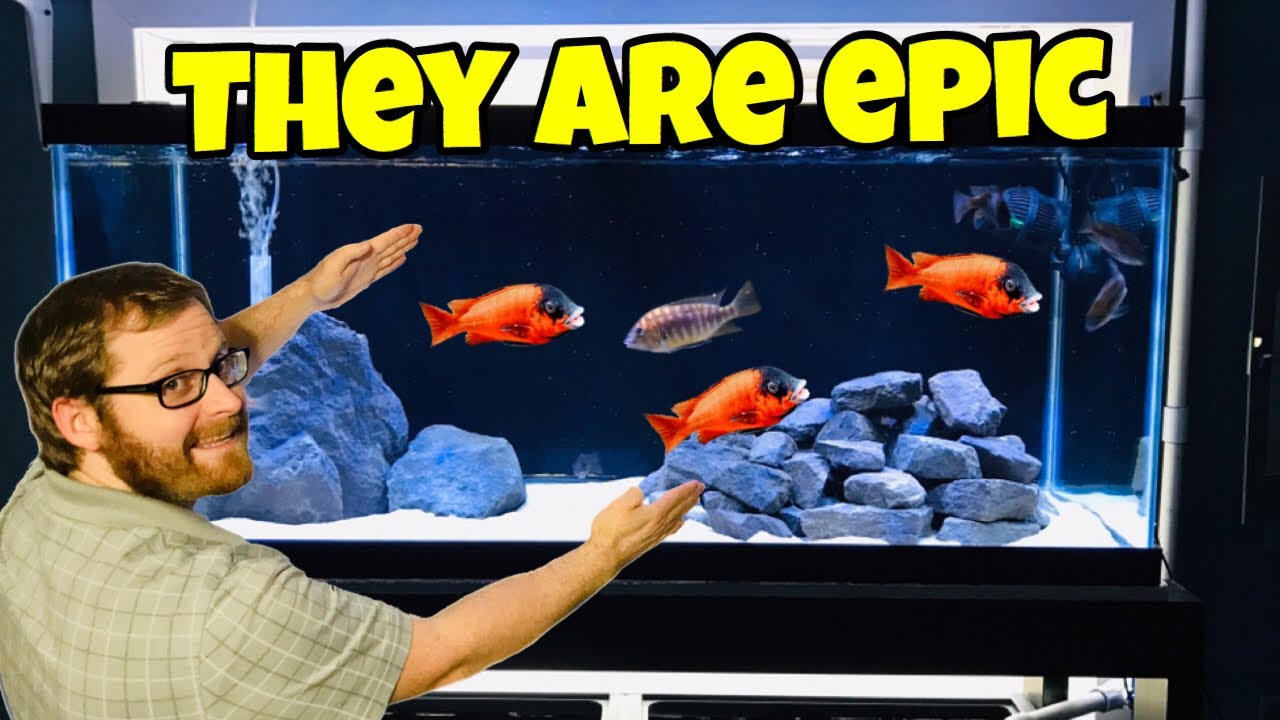 Rare Red African Cichlids New Fish Room Aquarium