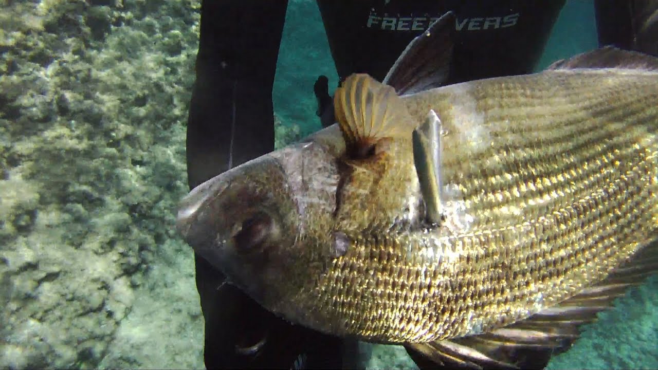 Spearfishing trick for a big white sea bream