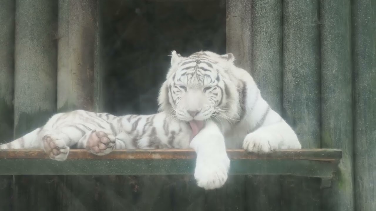 white tiger
