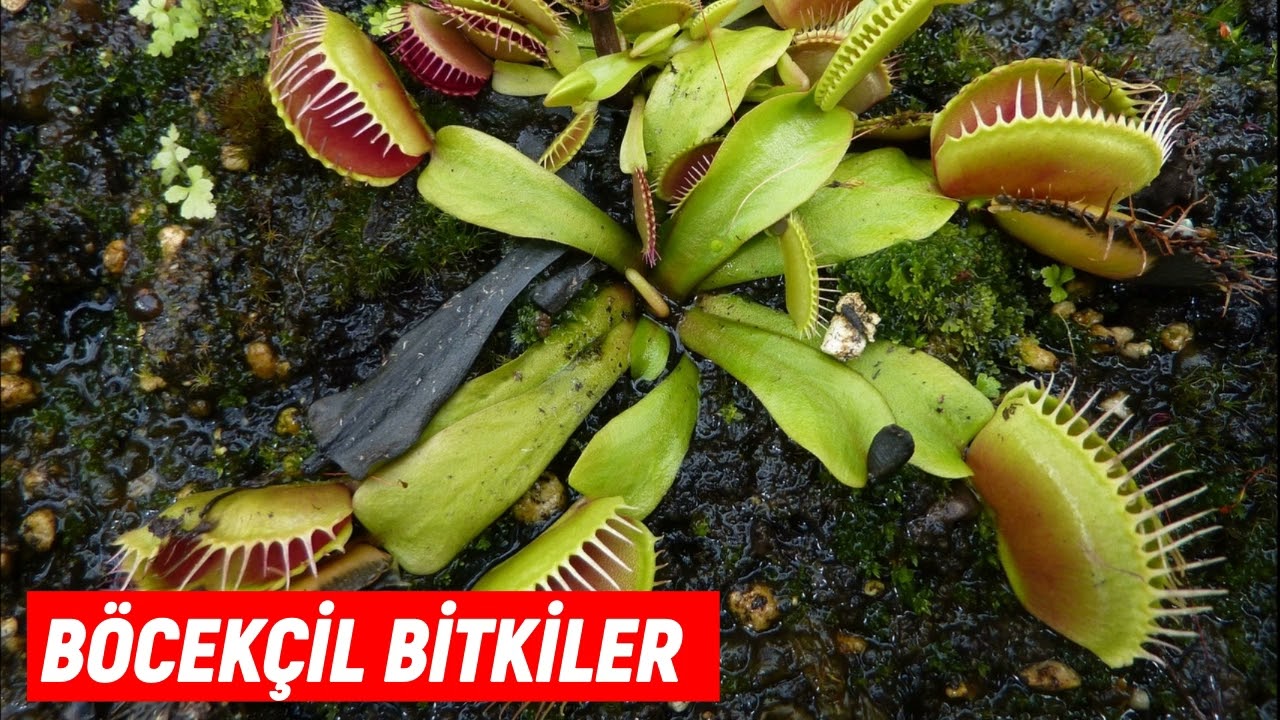 B&ouml;cek&ccedil;il Bitkiler Hakkında Bilgi - Et Yiyen Et&ccedil;il Bitki T&uuml;rleri
