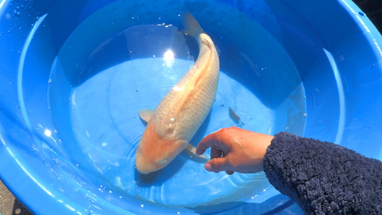 ニシキゴイの移動を行いました