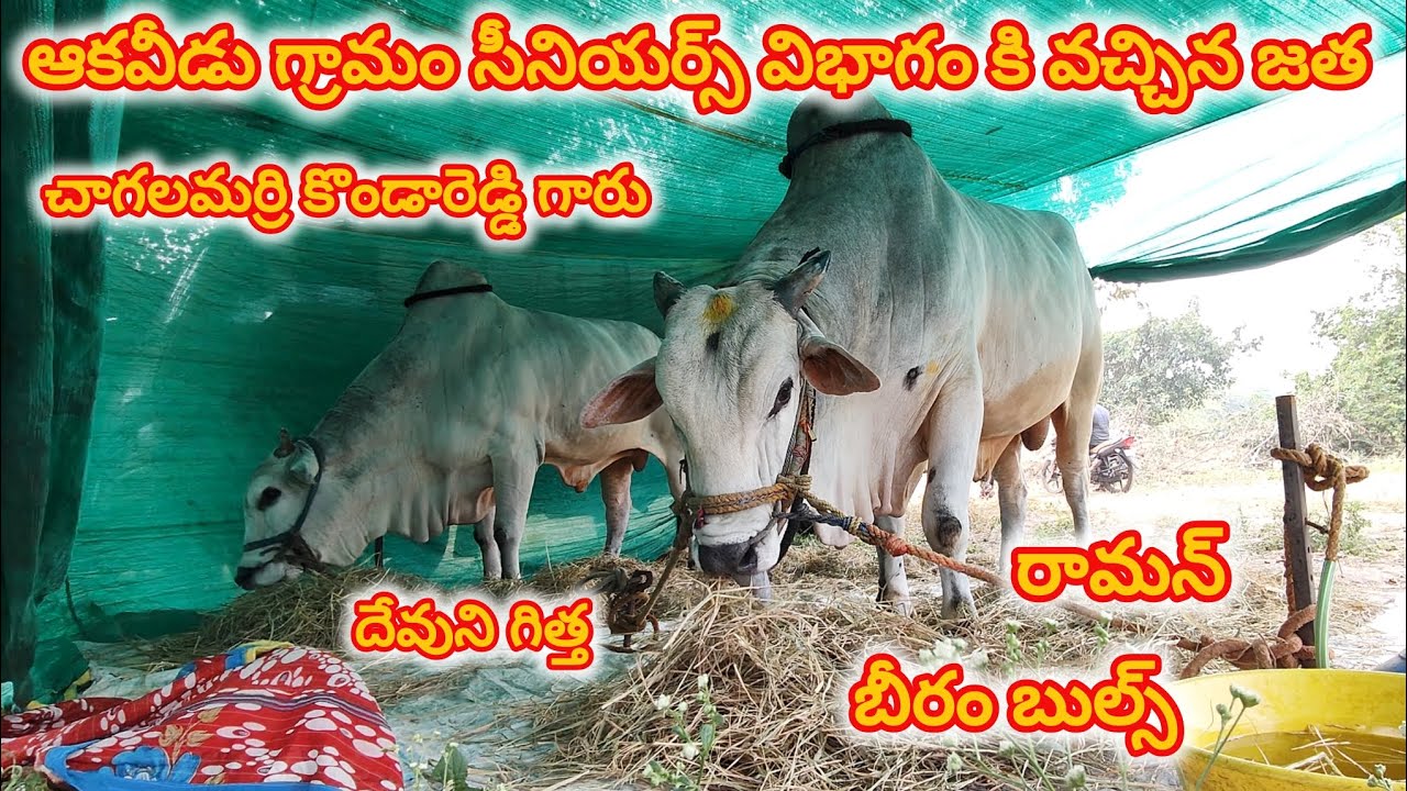 ఆకవీడు గ్రామం సీనియర్స్ విభాగం కి వచ్చిన జత BEERAM BULLS & చాగలమర్రి కొండారెడ్డి గారు 