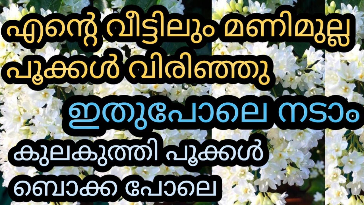 മണിമുല്ല എന്റെ വീട്ടിലെ പൂക്കൾ ഇതുപോലെ ഒരു മുല്ല കണ്ടിട്ടുണ്ടോ#flowers